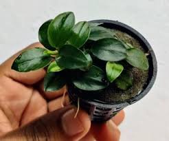  anubias